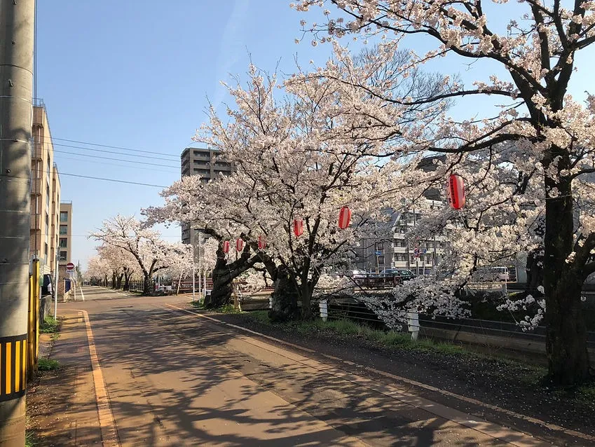  長岡市  春の桜景色